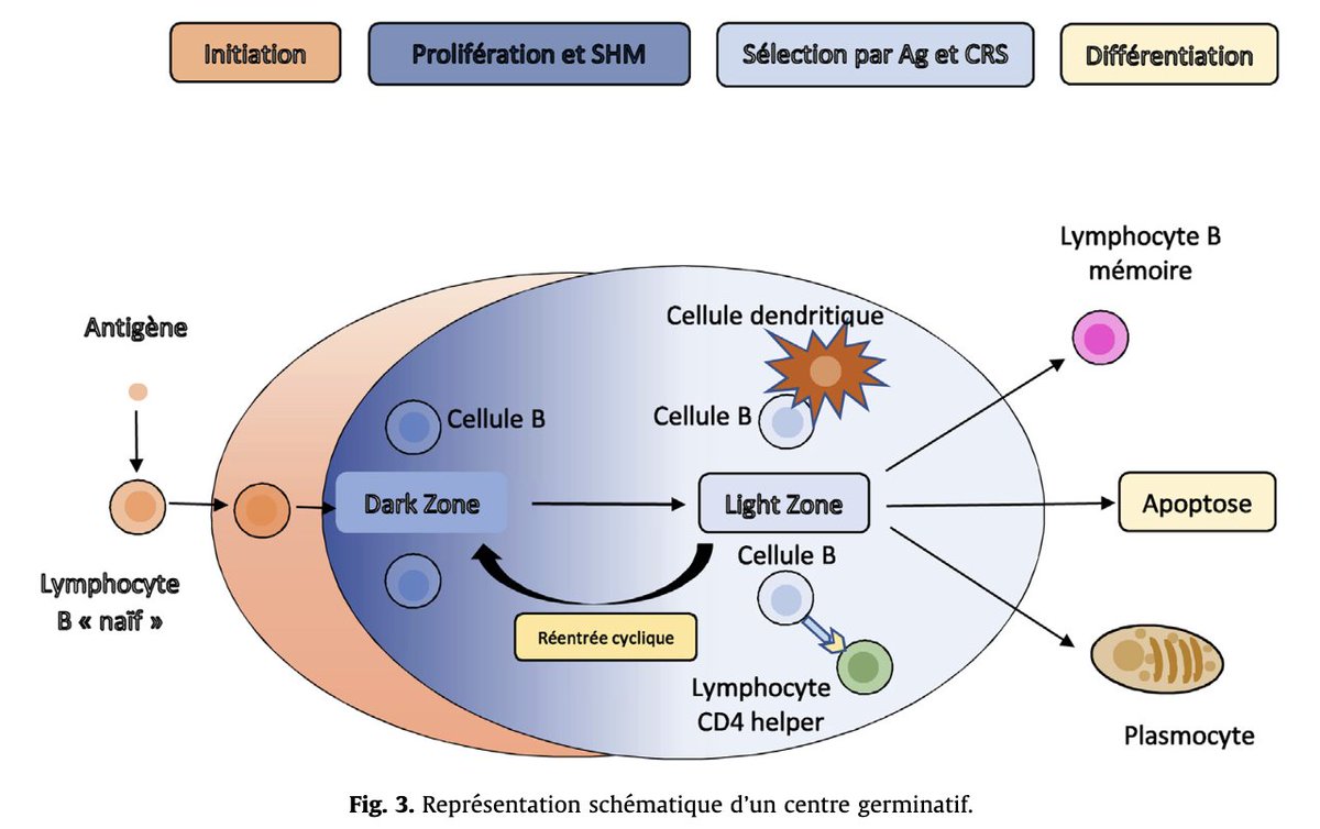 Très belle revue sur les pathologies rénales liées aux Ig monoclonales, avec des rappels utiles sur les clones B: sciencedirect.com/science/articl…