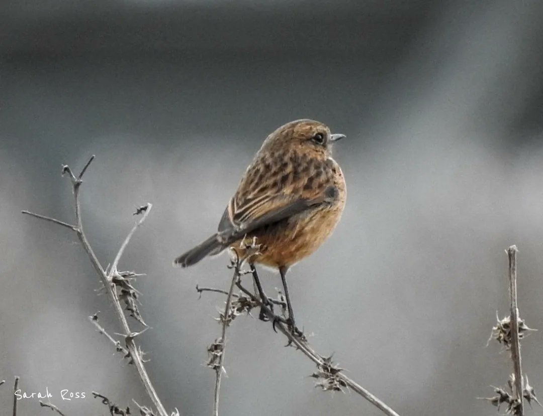 BirdwatcherThe's tweet photo. We visited @Natures_Voice St Aidens RSPB today. Really loved watching these male and female stonechat flitting about. Such a joy to observe. #birds #birdphotography #birdwatching @Britnatureguide @BBCSpringwatch #nature #Nikon #TwitterNaturePhotography https://t.co/WFSQwO4PUs