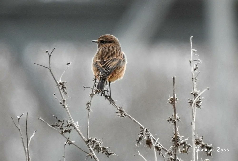 BirdwatcherThe's tweet photo. We visited @Natures_Voice St Aidens RSPB today. Really loved watching these male and female stonechat flitting about. Such a joy to observe. #birds #birdphotography #birdwatching @Britnatureguide @BBCSpringwatch #nature #Nikon #TwitterNaturePhotography https://t.co/WFSQwO4PUs