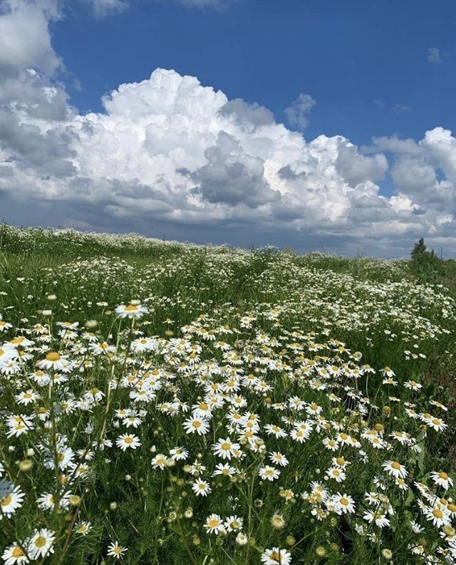 softdeIicacy's tweet photo. daisy field. https://t.co/W2heGwXfvB