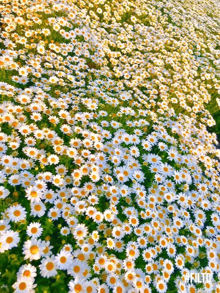 daisy field.