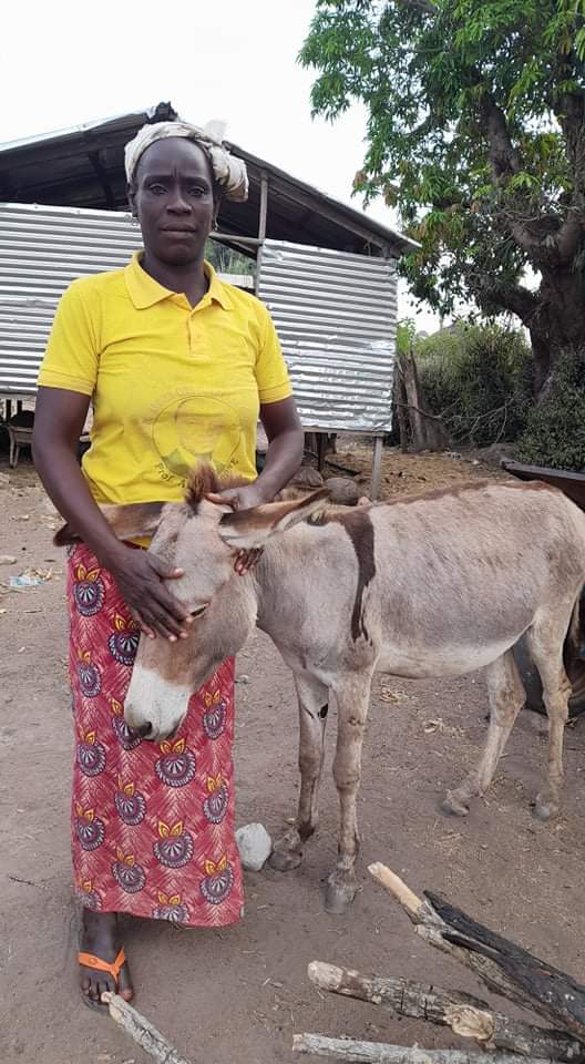 LiberiaAnimal's tweet photo. Mafanta is a single mother who depends on her two #donkeys for various agricultural and domestic activities to send her children to school and put food on the table for her family. Mafanta is one of those who were trained by LAWCS on #donkeywelfare, #humanehandling and #harness https://t.co/hAOFLoJnVe