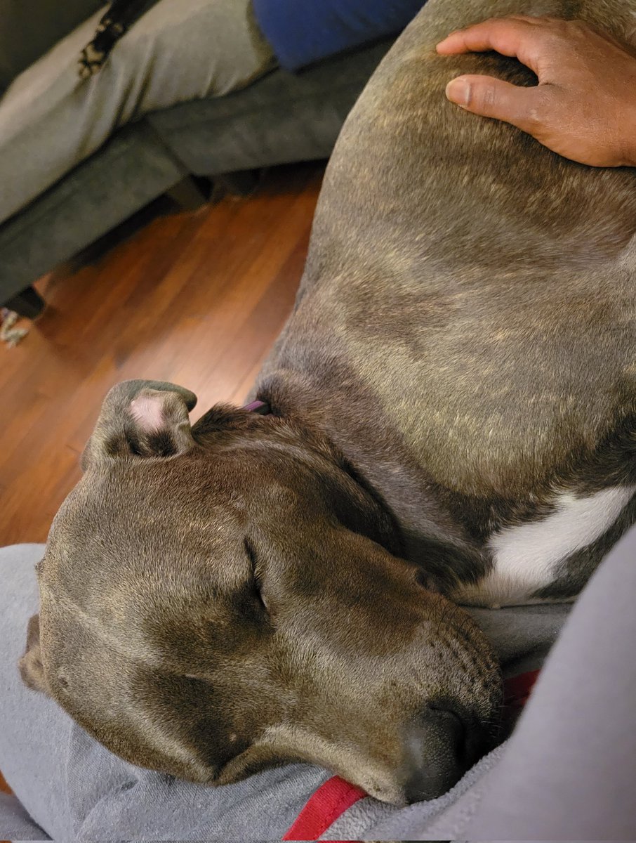 Sundays are for naps. 😴❤️🐾 #dogsoftwitter #puppy