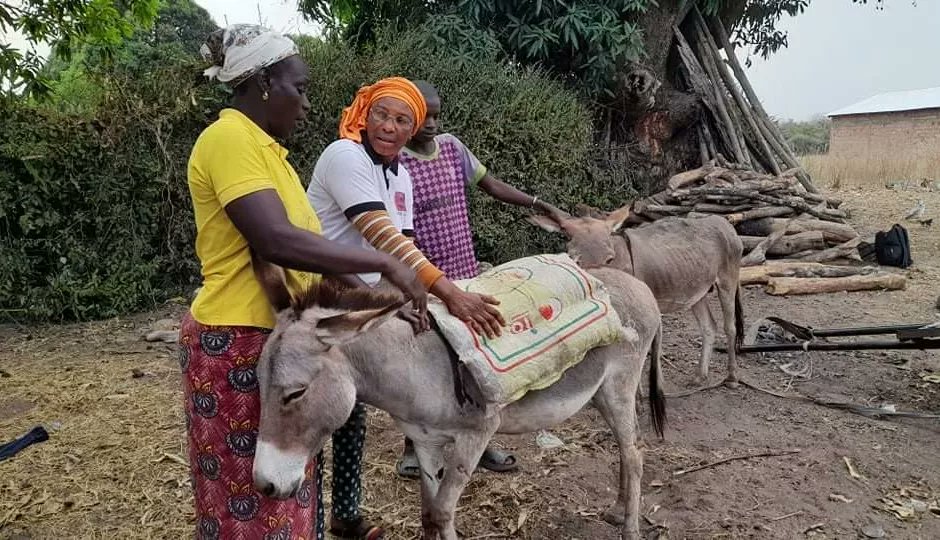LiberiaAnimal's tweet photo. Mafanta is a single mother who depends on her two #donkeys for various agricultural and domestic activities to send her children to school and put food on the table for her family. Mafanta is one of those who were trained by LAWCS on #donkeywelfare, #humanehandling and #harness https://t.co/hAOFLoJnVe