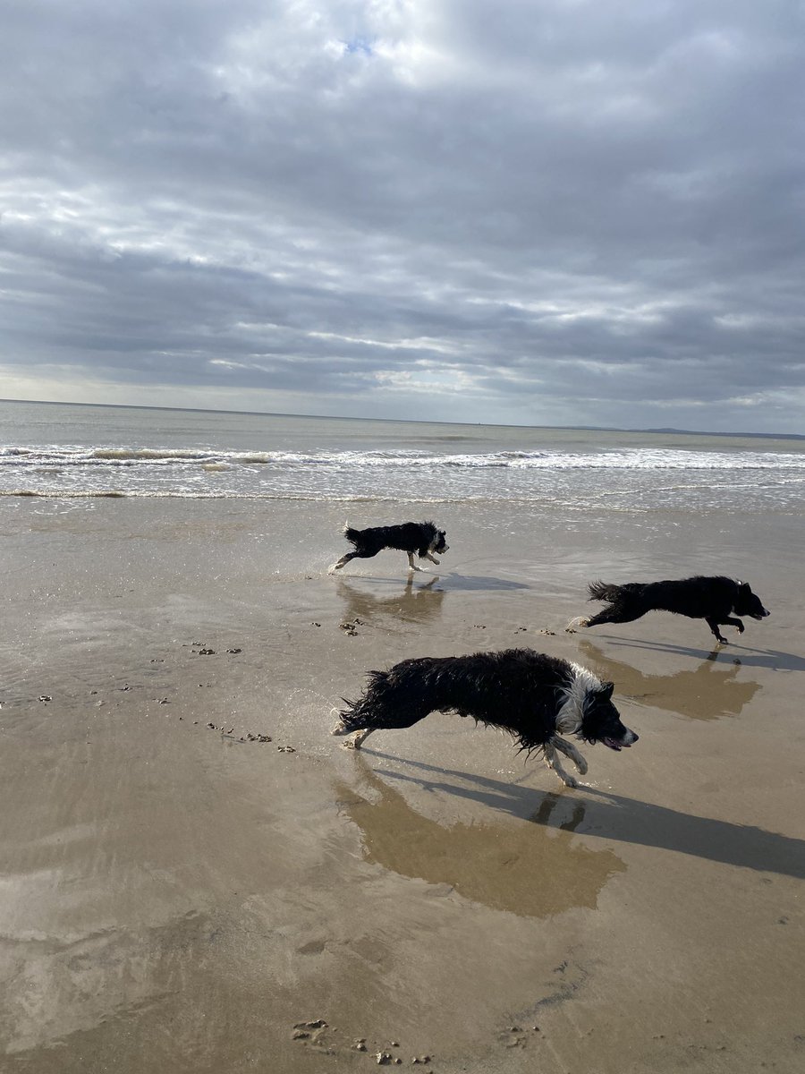 My collies at Mach 4 on a Welsh beach 🏴󠁧󠁢󠁷󠁬󠁳󠁿❤️#bordercollies
