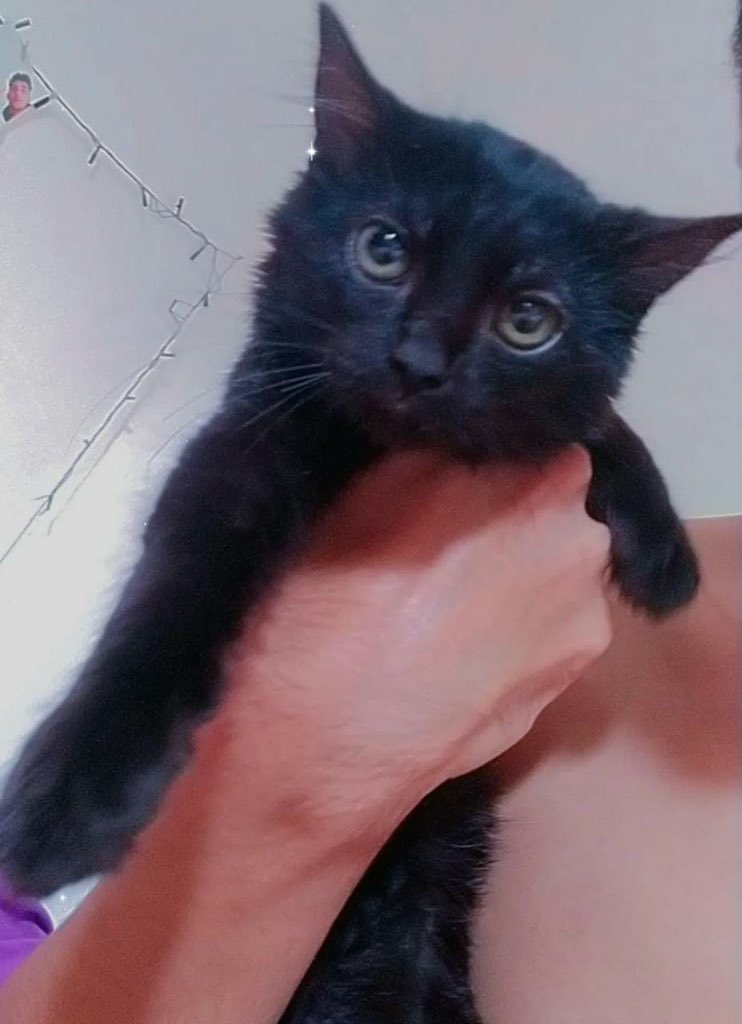 H4NTAS3RO's tweet photo. Esses são a Xayah, o Breu e a Brisa, três filhotinhos que nasceram em Jarinu - SP em setembro e são fofinhos, carinhosos e cheios de vida!
Eles precisam urgentemente de um lar e de pessoas que cuidem bem deles.
Você pode ajudar a conseguir uma casa pra eles dando rt nesse tweet? https://t.co/DZw6qxpUOn