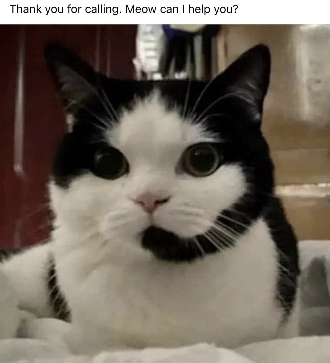 Tweets Of Cats (@tweetsofcats) on Twitter photo 
