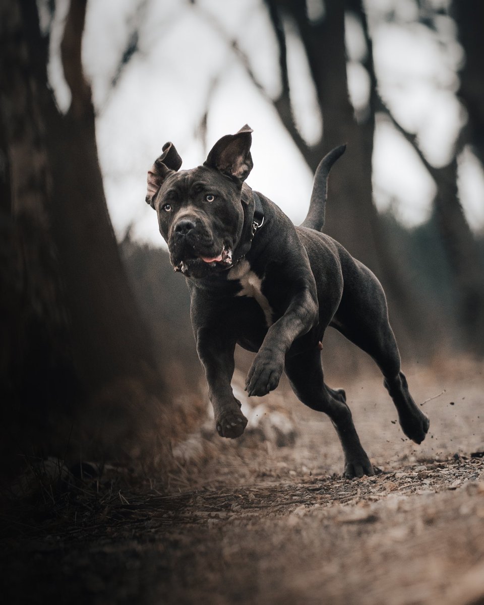 RavageTa2's tweet photo. My Cane Corso..Photography by Myself and my side hustle Ravisionary Media 

#photograghy #dogphotography #actionshot https://t.co/ngGqc65xqp