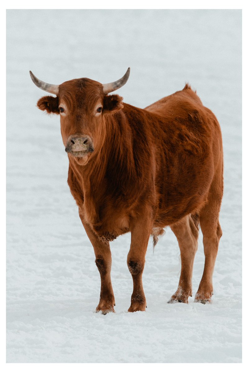 CarsonElison's tweet image. 