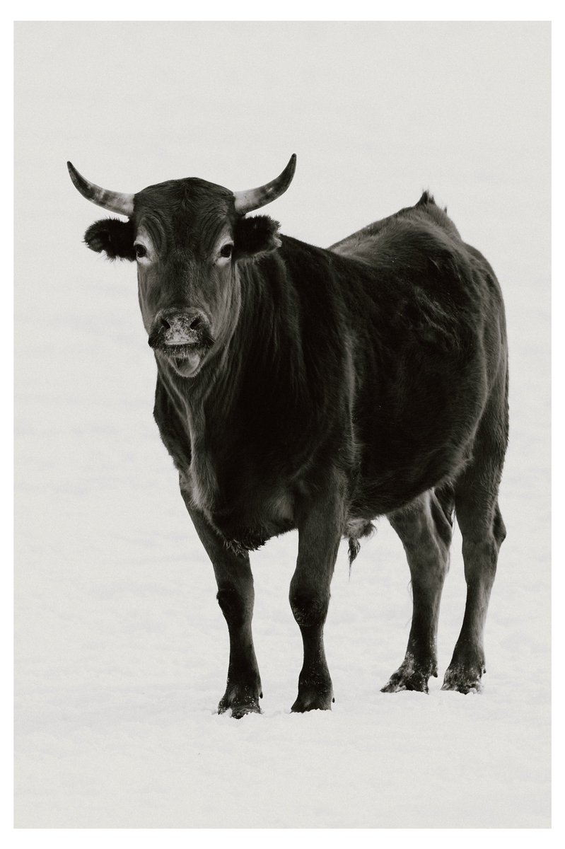 CarsonElison's tweet image. 