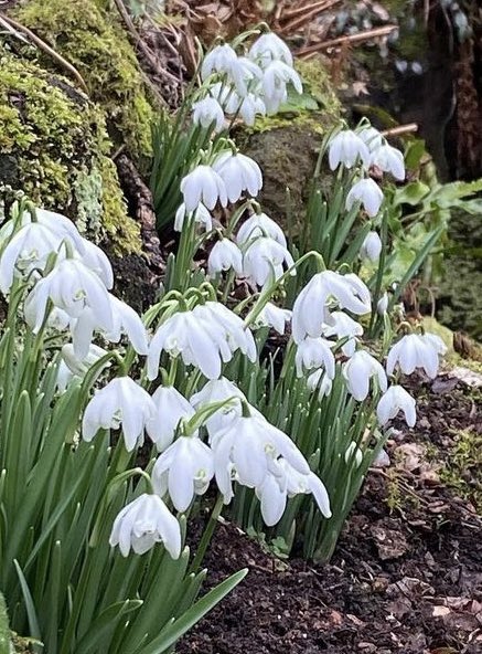 Snowdrop Day at #GattonPark #Reigate