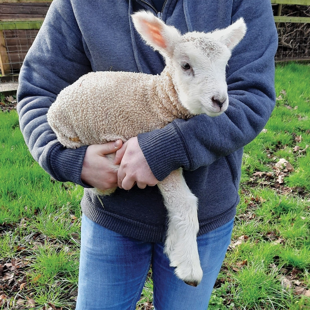 Did you visit the lambs in the paddock this weekend?

Remember to tag us at @windmill_hill_city_farm so we can see and share your photos or videos. We can't wait to see them!⁠