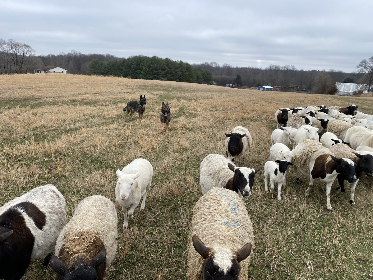 2GoodShepherd tweet picture