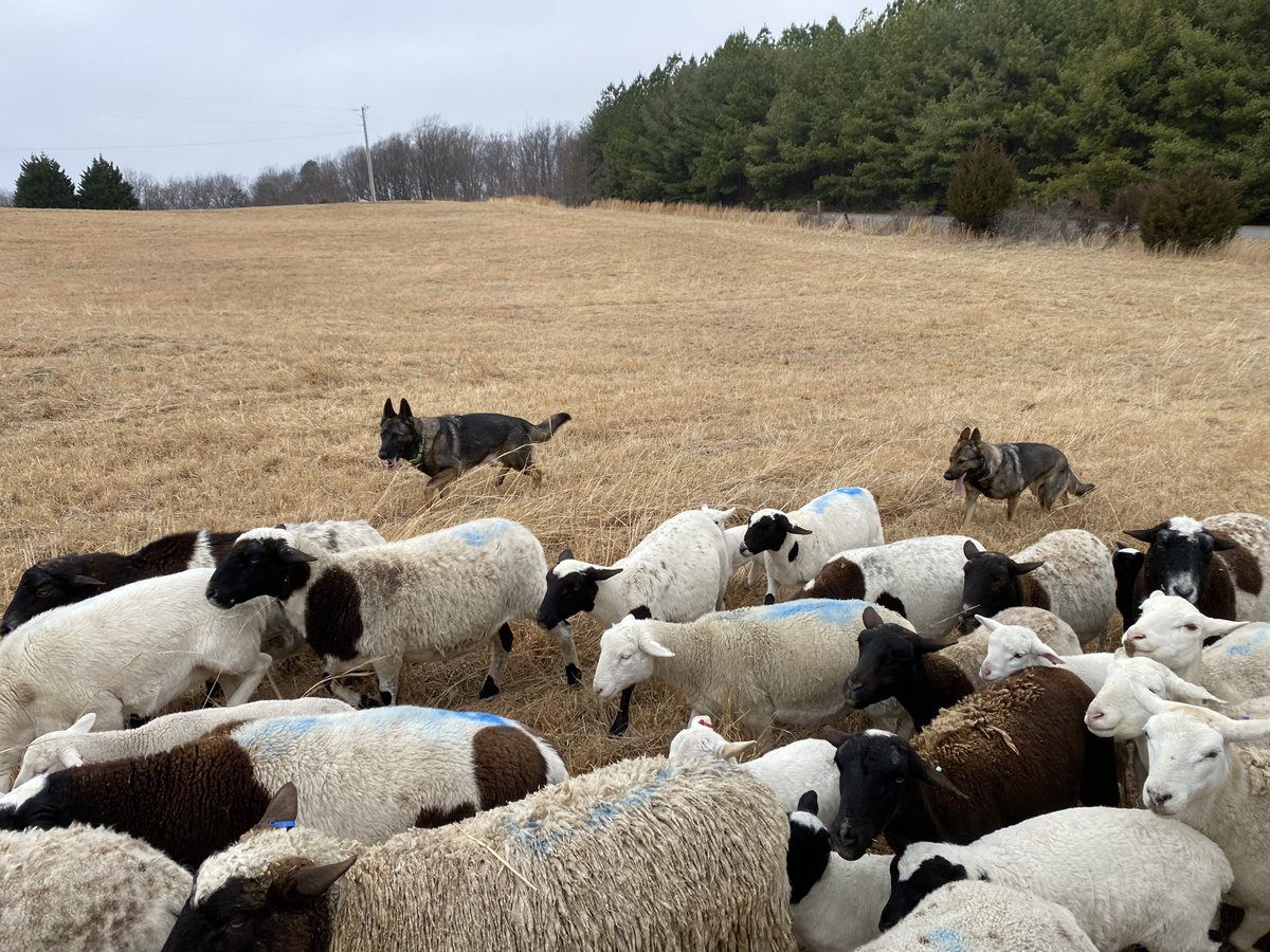 2GoodShepherd tweet picture