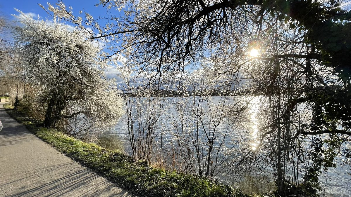 Neckarufer In Ladenburg sonnig und kalt war es heute
