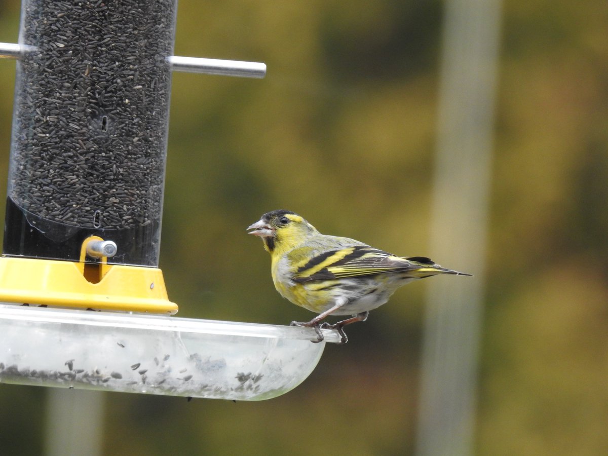 mereccl's tweet photo. So yesterday there was a Chaffinch in the garden - unbelievably the first in a couple of years - and today this happened! #finchfest https://t.co/KAsv10wF22