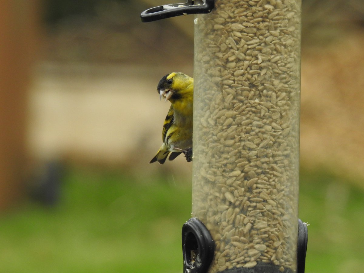 mereccl's tweet photo. So yesterday there was a Chaffinch in the garden - unbelievably the first in a couple of years - and today this happened! #finchfest https://t.co/KAsv10wF22