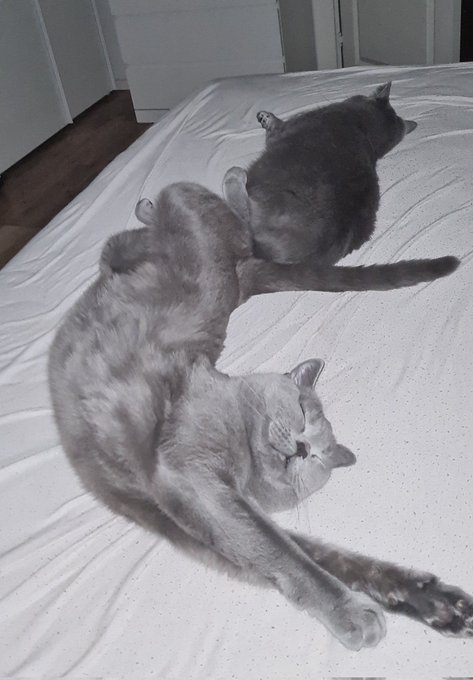 Enjoy my lil cuties ❤ https://t.co/8WMjGmjVQc