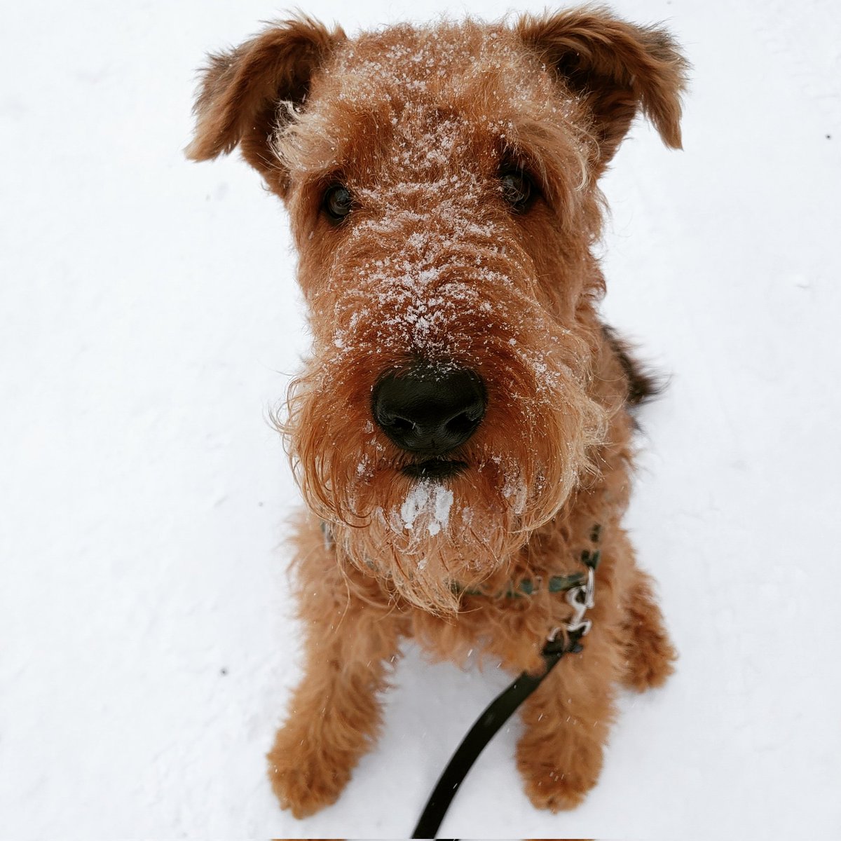 anneandarthur's tweet photo. On trouve les rouquins plus jolis lorsque saupoudrés de neige. Jasper le Airedale est particulièrement charmant avec ses oreilles un peu pendantes! / We find redheads more handsome when sprinkled with snow. Jasper the Airedale is particularly dashing with his half-floppy ears! ❄️ https://t.co/wmGWAbO27p