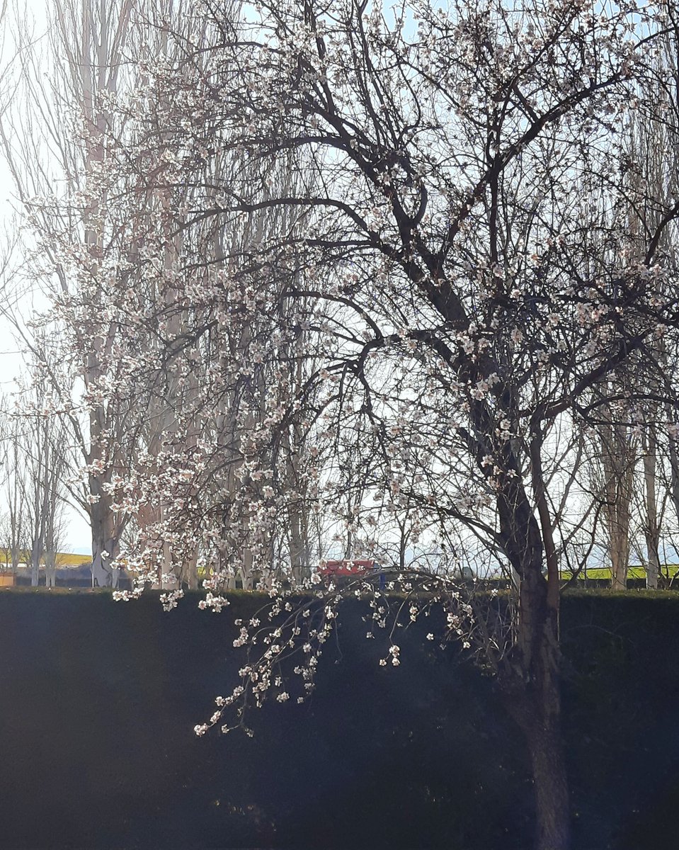 celesgalan64's tweet image. En el #polideportivo , en lo más alto del #peralte 🏃🏻‍♀️, los árboles de la #piscina 🌳🏊🏻‍♀️🌳 
#Algete 
#Madrid