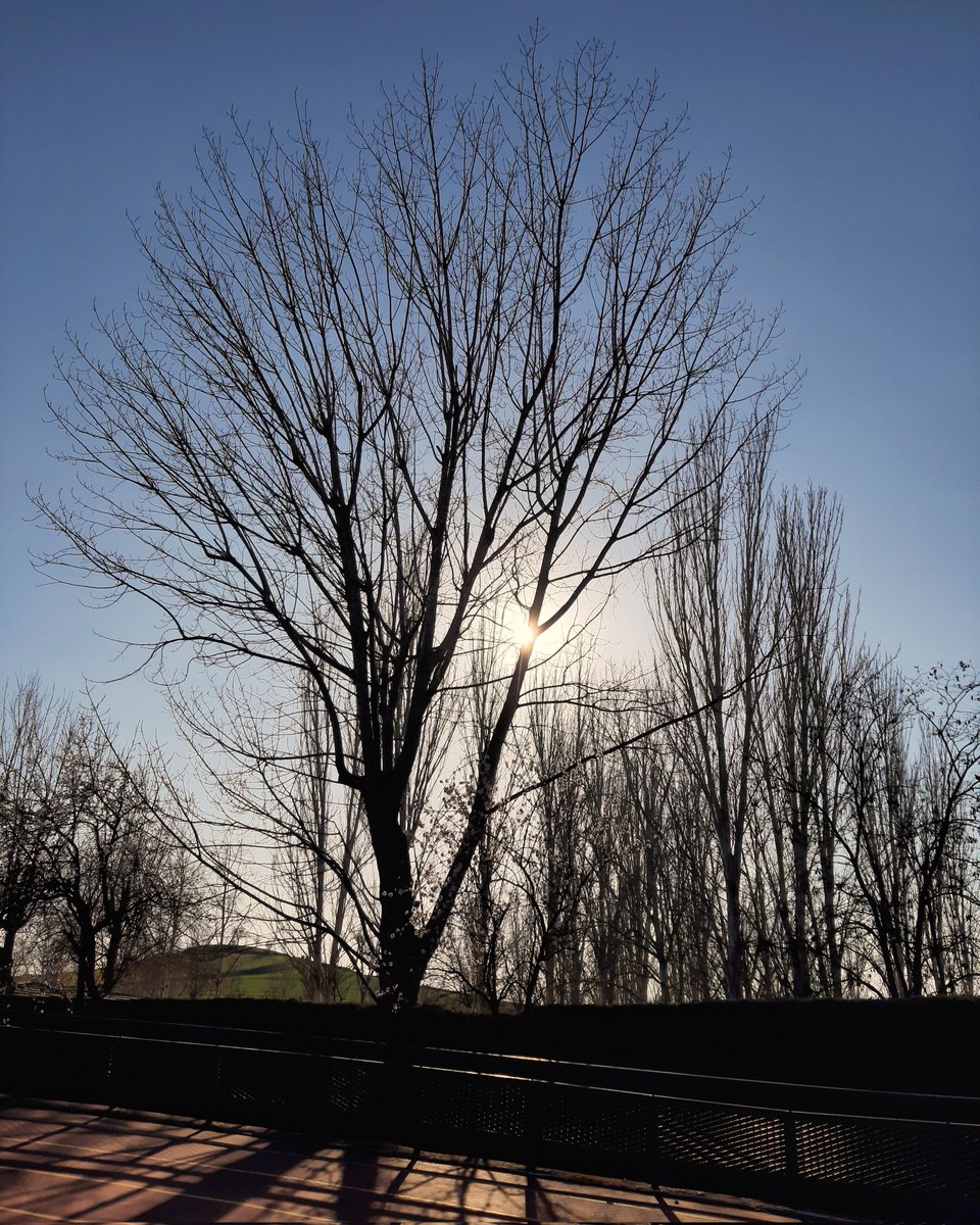 celesgalan64's tweet image. En el #polideportivo , en lo más alto del #peralte 🏃🏻‍♀️, los árboles de la #piscina 🌳🏊🏻‍♀️🌳 
#Algete 
#Madrid