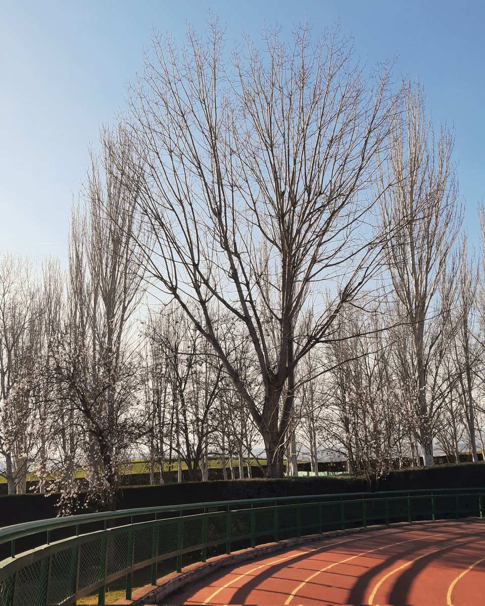celesgalan64's tweet image. En el #polideportivo , en lo más alto del #peralte 🏃🏻‍♀️, los árboles de la #piscina 🌳🏊🏻‍♀️🌳 
#Algete 
#Madrid