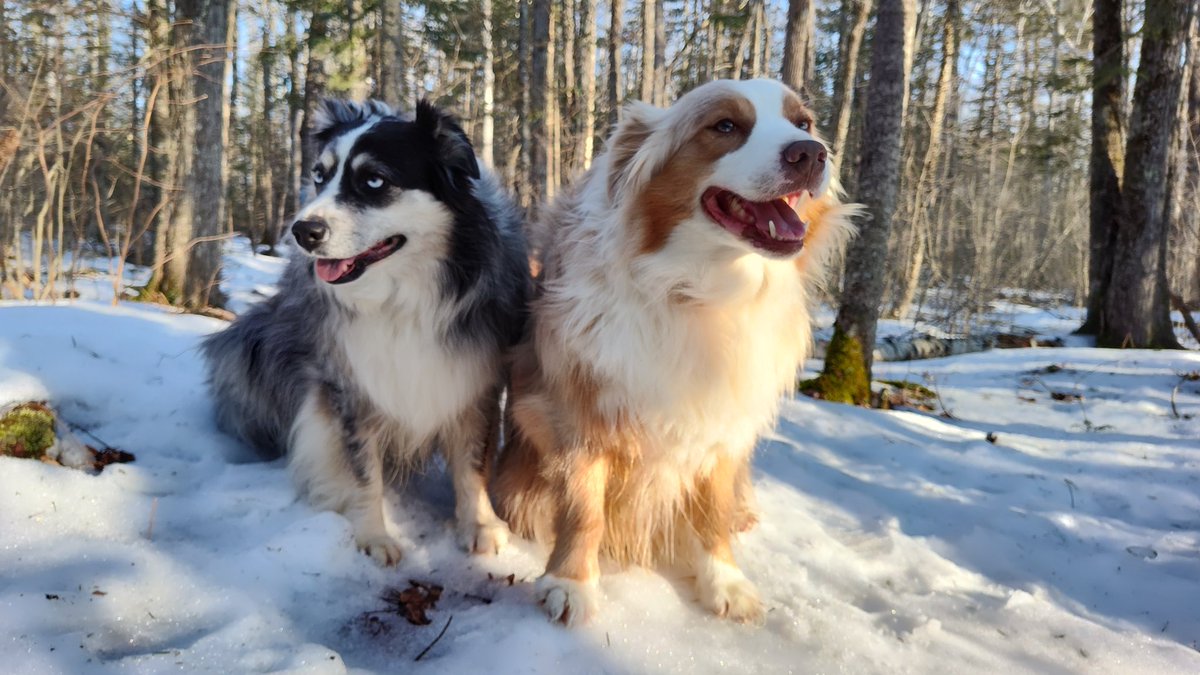 ashikai on Twitter "Behold my terrifying beasts"