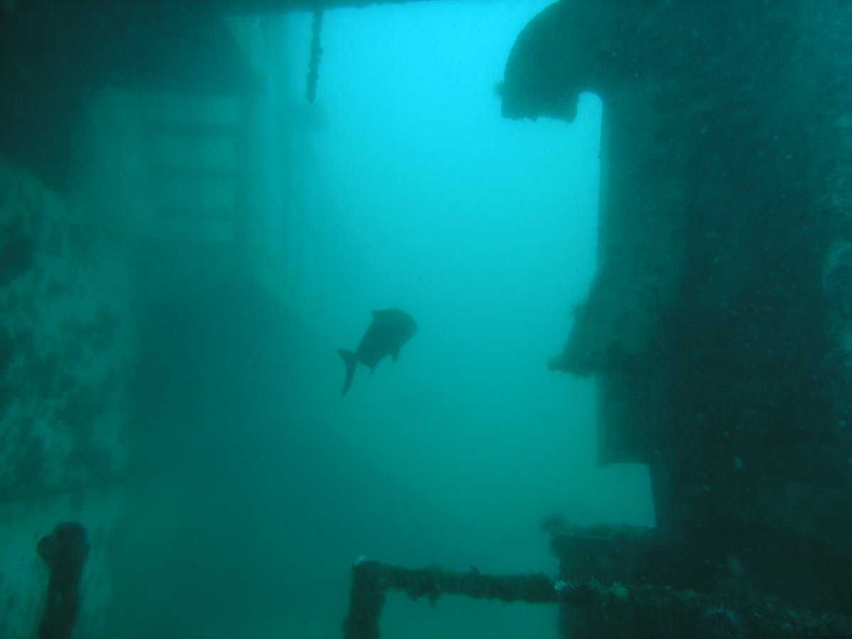 rubrics4life's tweet photo. The sense of discovery and adventure. I call it the only superpower you can train. Diving let's you get up close and personal with the world in a way other's can't. Everywhere you look, there is something amazing to see. #WhyIDive https://t.co/gUxhKsqGzU