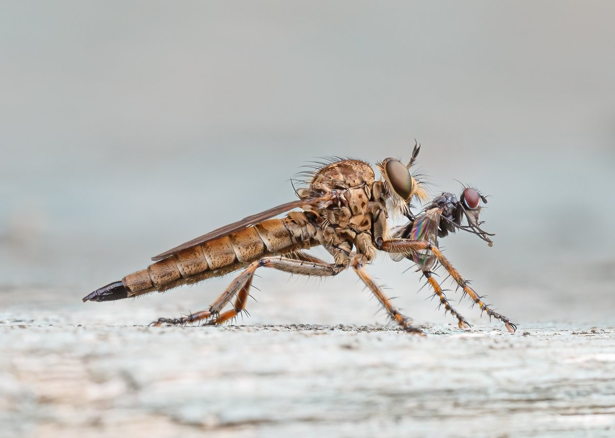 StIvesPhotoClub's tweet photo. Thank you to everyone who attended Interprint yesterday - what a great day!
Congratulations to the winning club PICO, and here's the PAGB Gold Medal winning image "Robber Fly with Prey" by Bob Coote from Royston PS.

#Interprint #competition #Stives #Cambridgeshire https://t.co/IMJourEV04