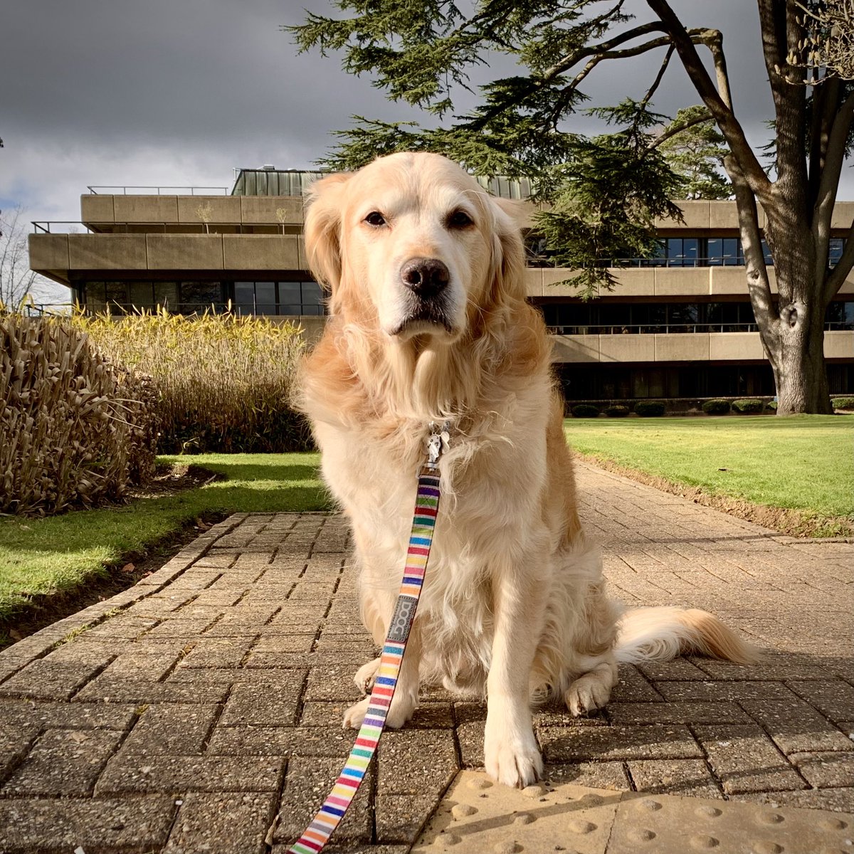PipTheDog5's tweet photo. π’πΆπ³
They say a dog has a two-minute memory, so why do I get excited when Iβm near places I visited months ago? π€
Join #GoldenRetrieverChannel and Team Pip to find out why.
Listen to our 20-minute podcast here:
https://t.co/YdB1sMckR0 https://t.co/eGY5KEnI19