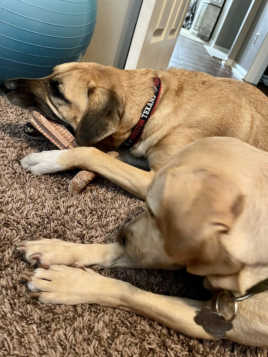 Best workout buddies around!