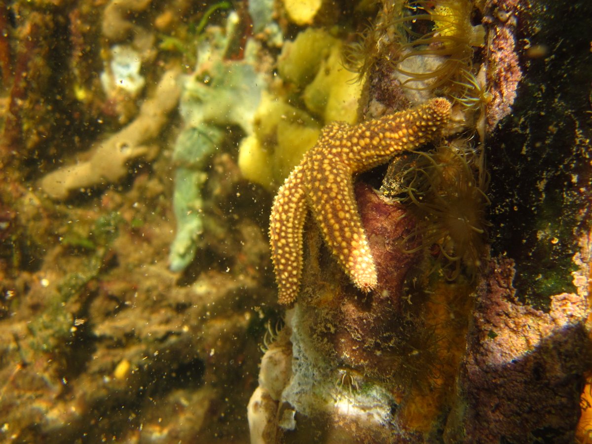 rubrics4life's tweet photo. The sense of discovery and adventure. I call it the only superpower you can train. Diving let's you get up close and personal with the world in a way other's can't. Everywhere you look, there is something amazing to see. #WhyIDive https://t.co/gUxhKsqGzU