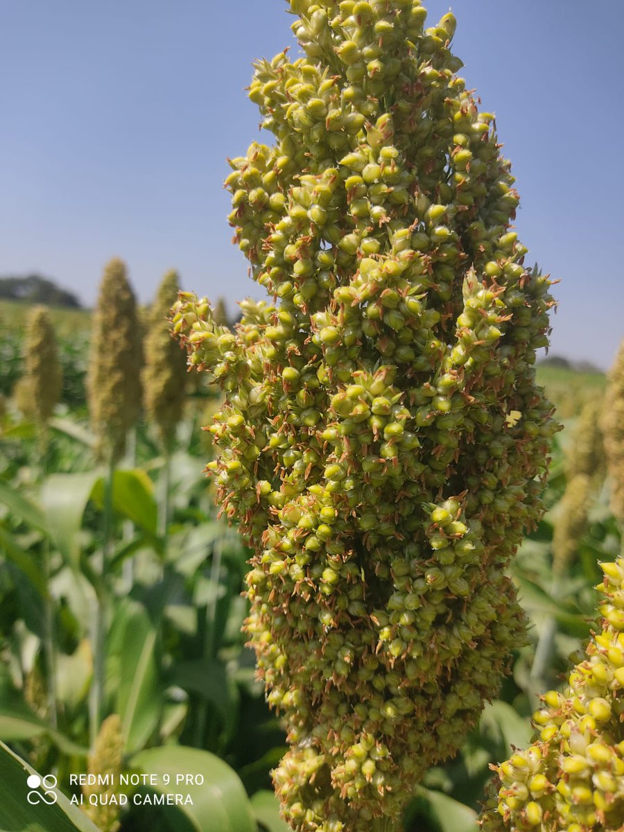 VNMKV's tweet photo. VNMKV developed Sorghum variaty Parbhani Shakti 
First biofortified variety of sorghum, rich in Ferrous and zinc @internationalyearofmillet2023 https://t.co/oiONkud97z