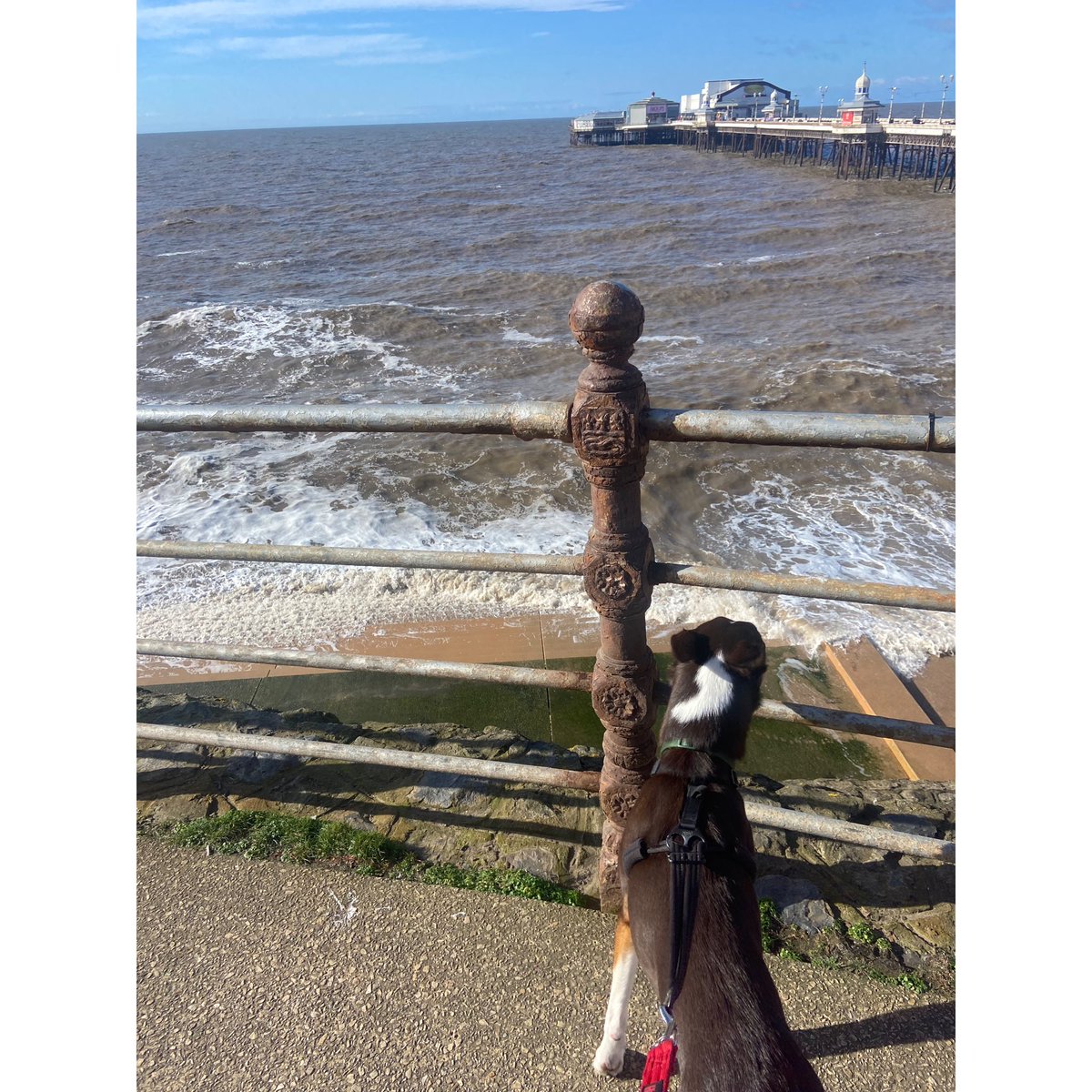 MonicaSumner123's tweet photo. Second site visit this week to our Blackpool services @HorizonBlackpl #Lighthouse &amp; #FY4U @delphimedical @Calico_Group 

#therapydog #addiction #grouptherapy #recovery #work https://t.co/g8XB3Sb1Hs