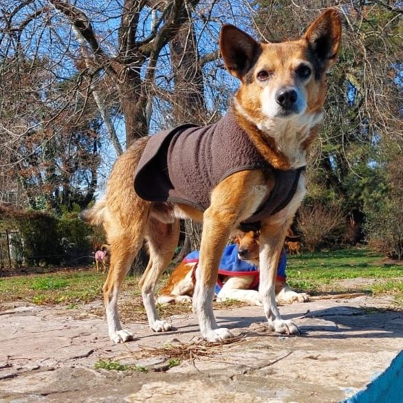 ComoNoAdorarlos's tweet photo. Me llamo NINO💙soy cariñoso, tamaño chico 🥹 NECESITO URGENTE FAMILIA PORQUE DESALOJAN EL REFUGIO @eden_hogar donde Norma nos cuida tanto #MunicipioMalvinasArgentinas ‼️‼️ alguien que me de una oportunidad🙏🙏 https://t.co/F6hKW9RLVW🆘Contacto📲1140796500 https://t.co/7EkpAuYgsq
