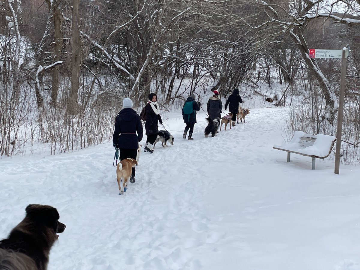 SeeWhatSheCanDo's tweet photo. A stellar winter wonderland for taking a walk in the woods yesterday morning with our #SWSCD Women &amp; Dogs Circle Group in partnership with #MuttzWithMannerz. Thx to all who joined in.  #SeeWhatSheCanDo  #GetInspired #KeepActive #SWSCDWomensCircles #BeAnOutsider #CommunityCounts https://t.co/TTAJizM51T