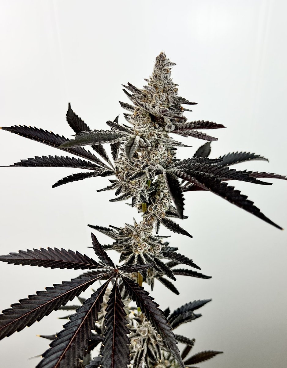 exoticgenetix's tweet photo. The weekend is almost over but it’s never too late for a Giveaway!!!! This round is for a pack of the oh so sugary Cosmic 22 seeds baby!!! Available now on https://t.co/ftuG1jaQqq!!!

🚨Rules~

• Follow @exoticgenetix 

• Tag 3 friends 

• Like + Retweet

🎉 Winner announced in 48 hours! Good luck!🤙🏼#exoticgenetix #cosmic22 #Itsalifestyle