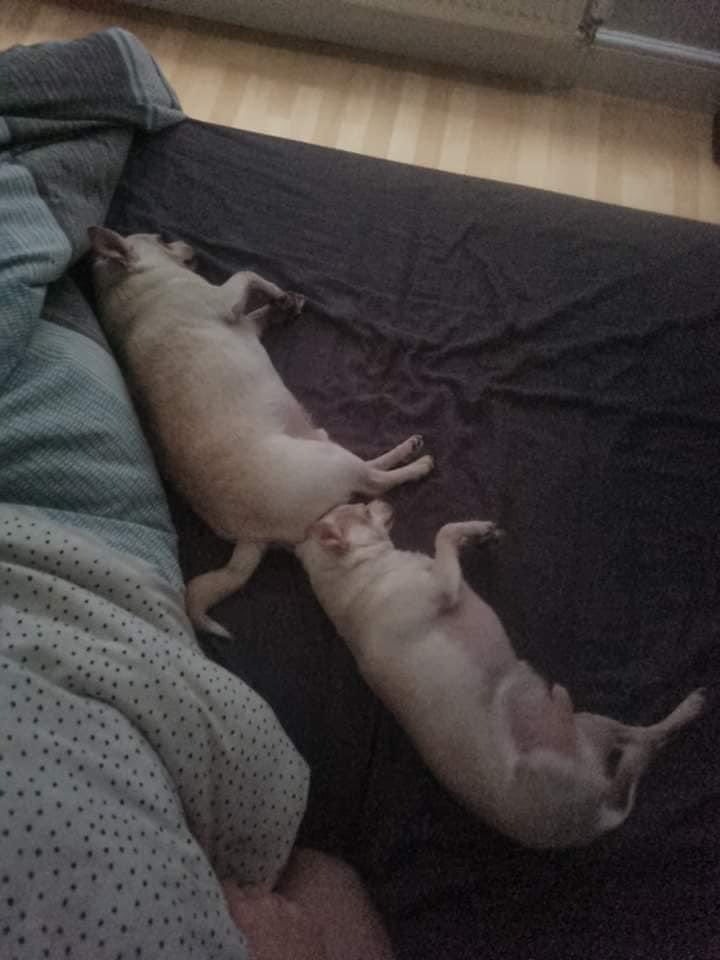perritos_qctd's tweet photo. "Los tatuajes deben tener un significado profundo"

Yo: https://t.co/1BOuT6H9jl