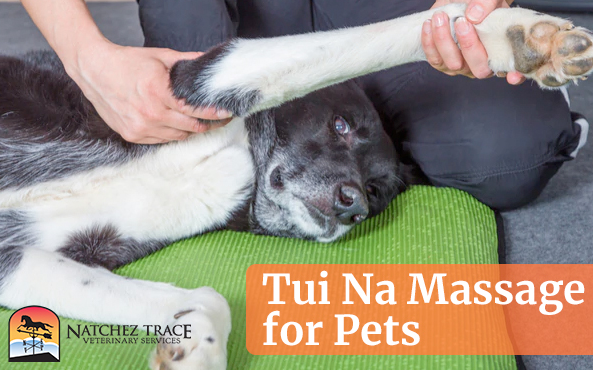 NatchezVet's tweet photo. Industry expert Dr. Marc Smith of Natchez Trace Veterinary Services teaches pet owners how to use tui na to enhance disease treatment and comfort ailing pets.

https://t.co/UiV98DvD3C  

#TCVM #pethealth #petcare #learntcvm #tui-na #dogsofnashville #dog #cat https://t.co/rRlt8WSnQh
