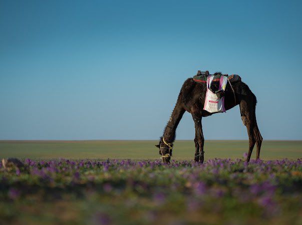aljoufr's tweet photo. #جمعية_الجوف_للإعلام 
مع حلول الربيع، تتحول براري #منطقة_الجوف إلى لوحة زاهية الألوان من النباتات والزهور..
وتشكل أزهار #الخزامى لوحة طبيعية بعبق "اللافندر" وجمال البنفسج لون سجاد الاستقبالات الرسمية بالمملكة.
https://t.co/grhNEs4xtj
#الجوف_سلة_غذاء_المملكة
@Badermasaker https://t.co/ISy62RLgux