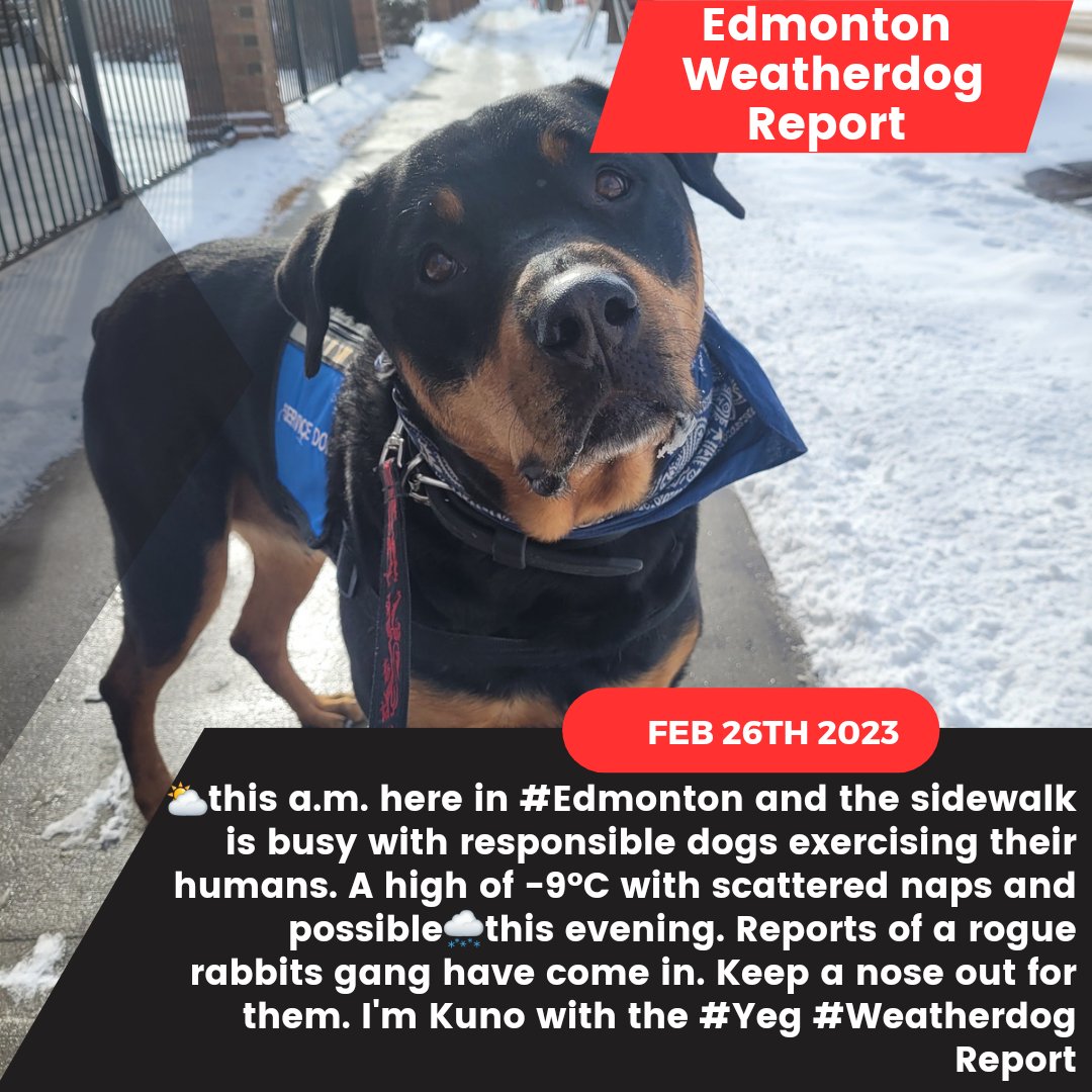 ⛅️ this a.m. here in #Edmonton and the sidewalk is busy with responsible dogs exercising their humans. A high of -9°C with scattered naps and possible🌨this evening. Reports of a rogue rabbits gang have come in. Keep a nose out for them. I'm Kuno with the #Yeg #Weatherdog Report
