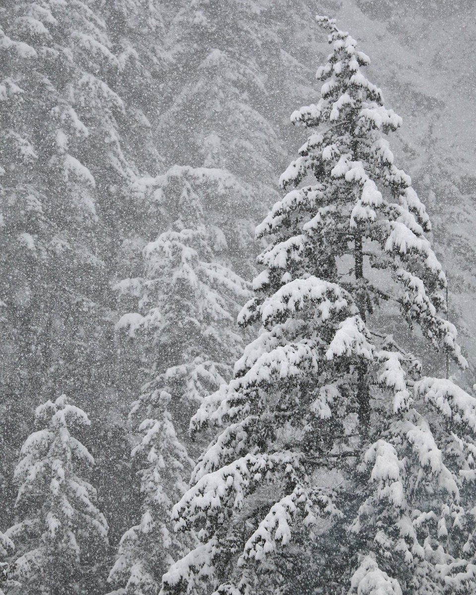 Light dusting of snow today. #bcstorm #allthesnow