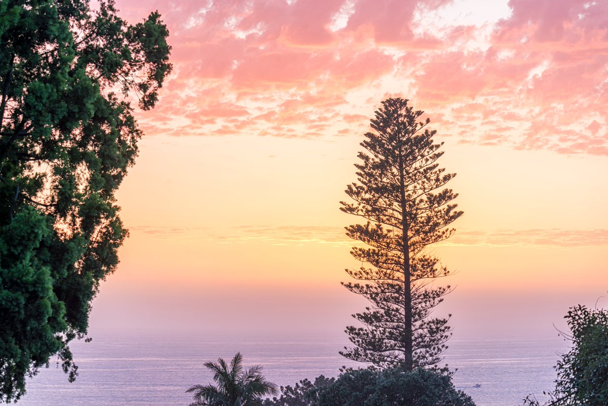 'A Sunset Amongst The Trees' A San Diego California scene.

Find your empty wall remedy here: 
buff.ly/3SxSEn9 

#sandiego #sandiegocalifornia #coastalart #BuyIntoArt #wallart #homedecor #californialiving #ayearforart #sunsetphotography #SunsetLovers