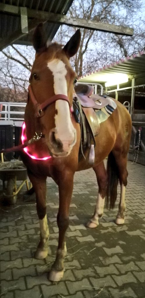 _nightsparrow_'s tweet photo. Said goodbye to my girl today.
I'm gonna miss her a lot but her new owners won't sell her to me and I honestly didn't feel welcomed there.
Time for a new chapter in my life. 
Thanks for the amazing 4 years Lili 💕 https://t.co/XGCBAuN0SF