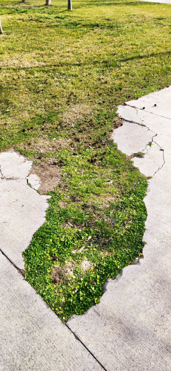 Kırdığını zannedersin oradan yeşeririm.