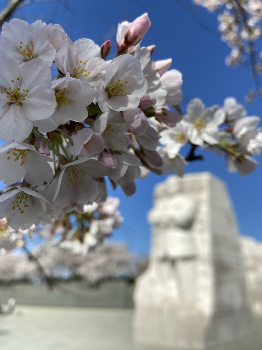 falcicchio's tweet image. ⬇️ ❄️ in Boston 

                                 🌸 #ExperienceDC ⬇️