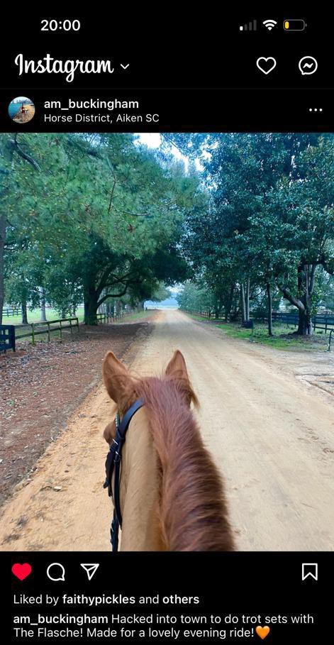 AshwellStable's tweet photo. Love seeing our #AshwellGrad horses loving life post racing career 🧡 https://t.co/wQpRzmBYrq