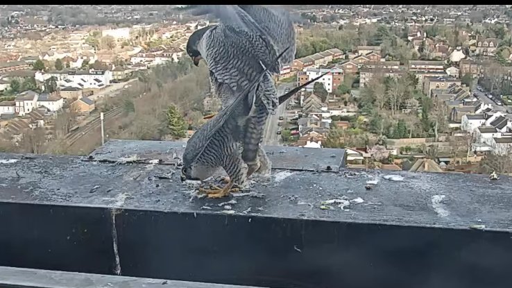 Sutton Peregrines. Mating late this afternoon!