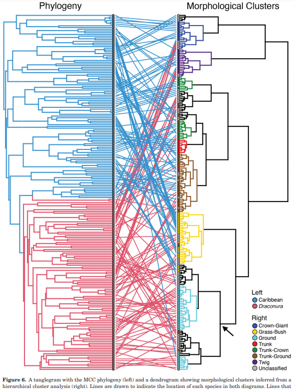 Just logging on to Twitter to share this cool #Rstats #phytools cophylo plot by @jmhuiee et al. comparing a phylogenetic tree to a clustering dendogram based on morphology. Nice! doi.org/10.1093/biolin…
