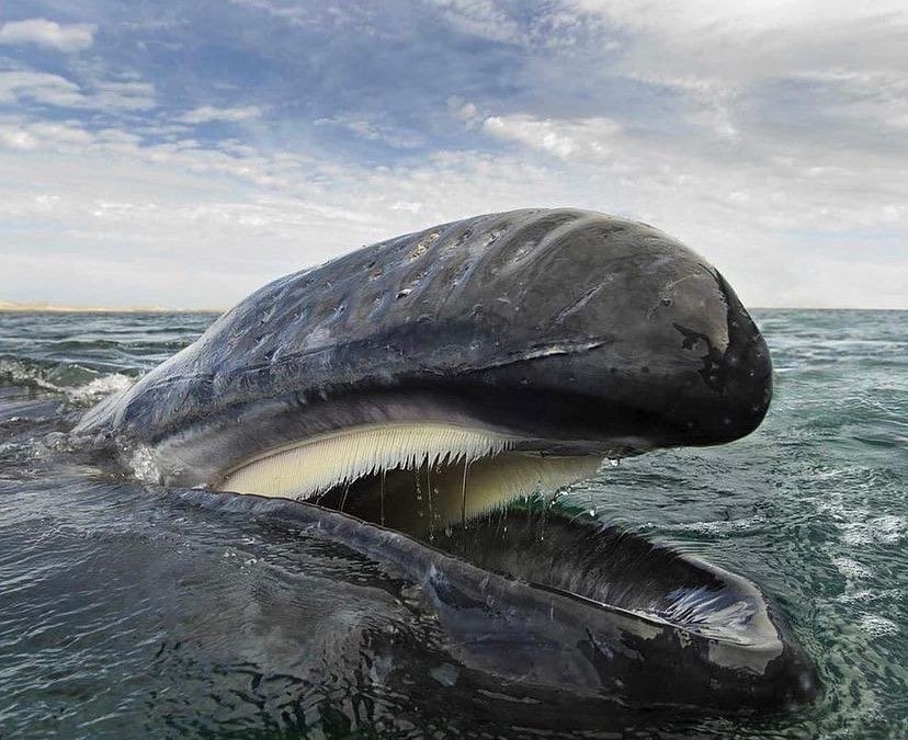 Whales are incredible 🐳